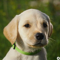 © Working Golden Retriever of Enchanted Garden